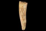 Fossil Phytosaur Tooth - New Mexico #133367-1